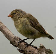 Small Tree Finch