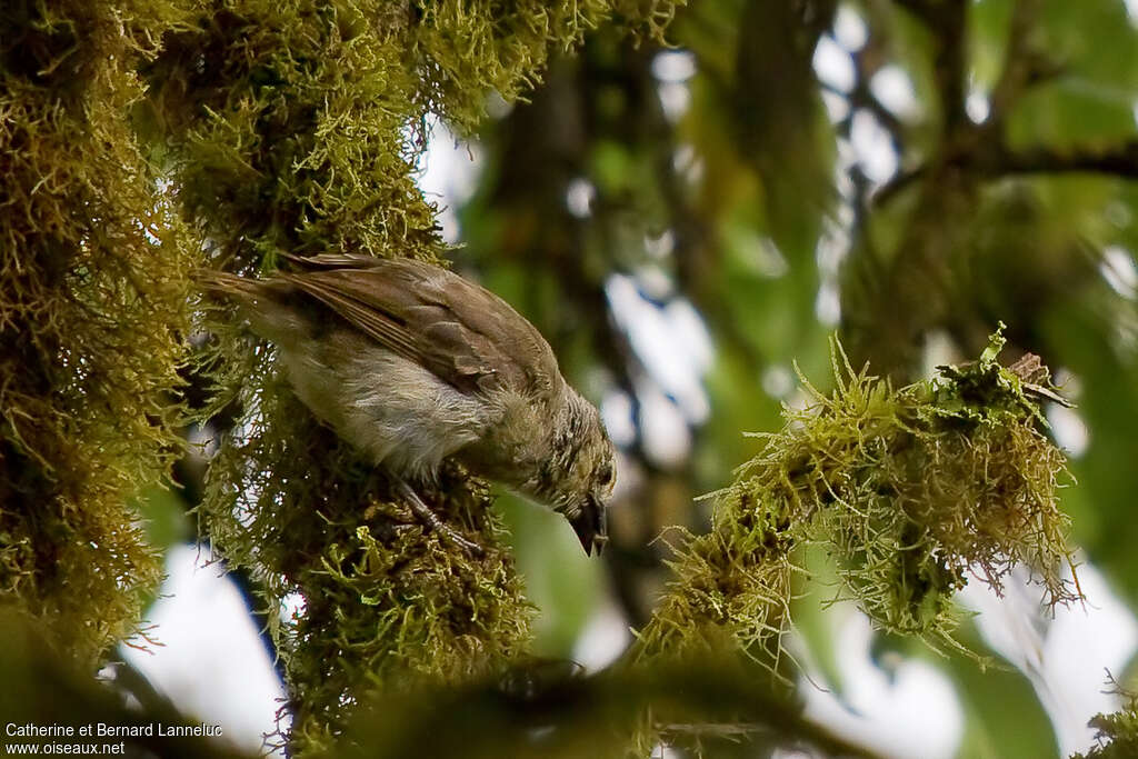 Géospize pique-bois, identification, Comportement