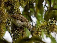 Woodpecker Finch