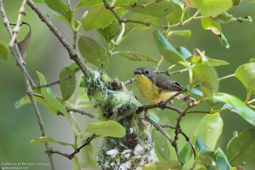 Golden-bellied Gerygoneadult, Reproduction-nesting