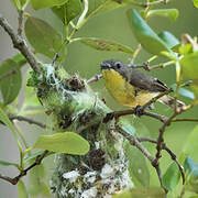 Golden-bellied Gerygone