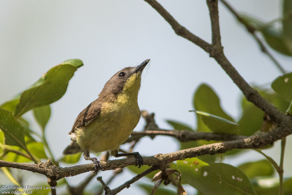 Golden-bellied Gerygoneadult, identification