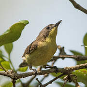 Golden-bellied Gerygone