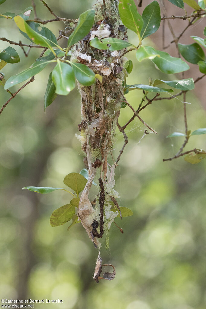 Golden-bellied Gerygone, Reproduction-nesting