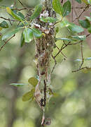 Golden-bellied Gerygone