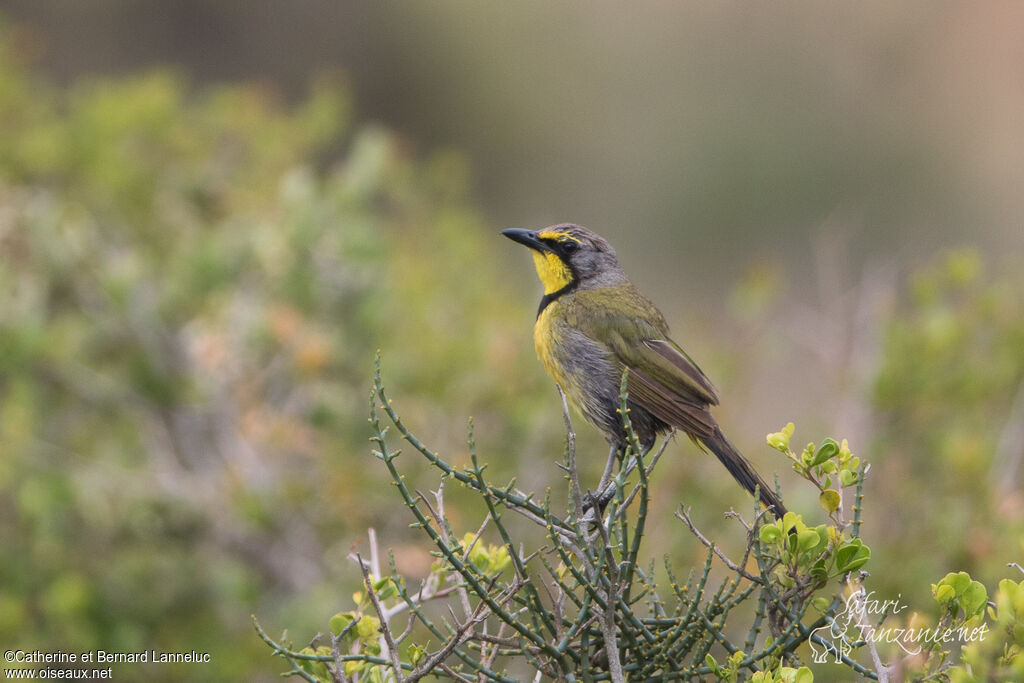 Bokmakierieadult, identification