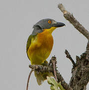 Grey-headed Bushshrike