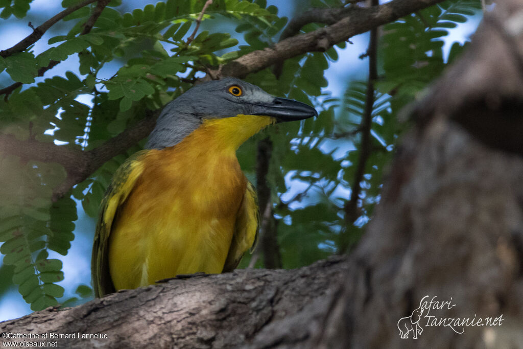 Grey-headed Bushshrikeadult, identification