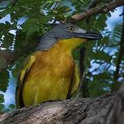 Grey-headed Bushshrike