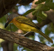 Grey-headed Bushshrike