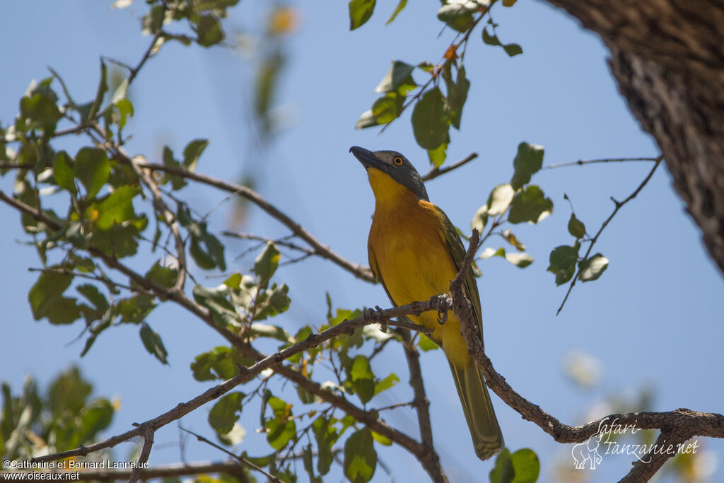 Grey-headed Bushshrikeadult