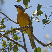 Grey-headed Bushshrike