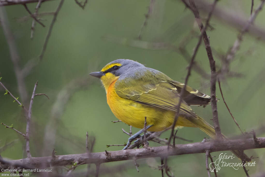 Orange-breasted Bushshrikeadult, identification