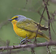 Orange-breasted Bushshrike