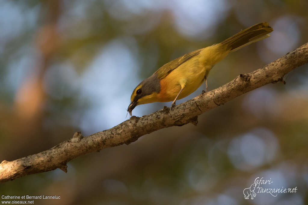 Orange-breasted Bushshrikeadult