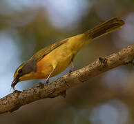 Orange-breasted Bushshrike