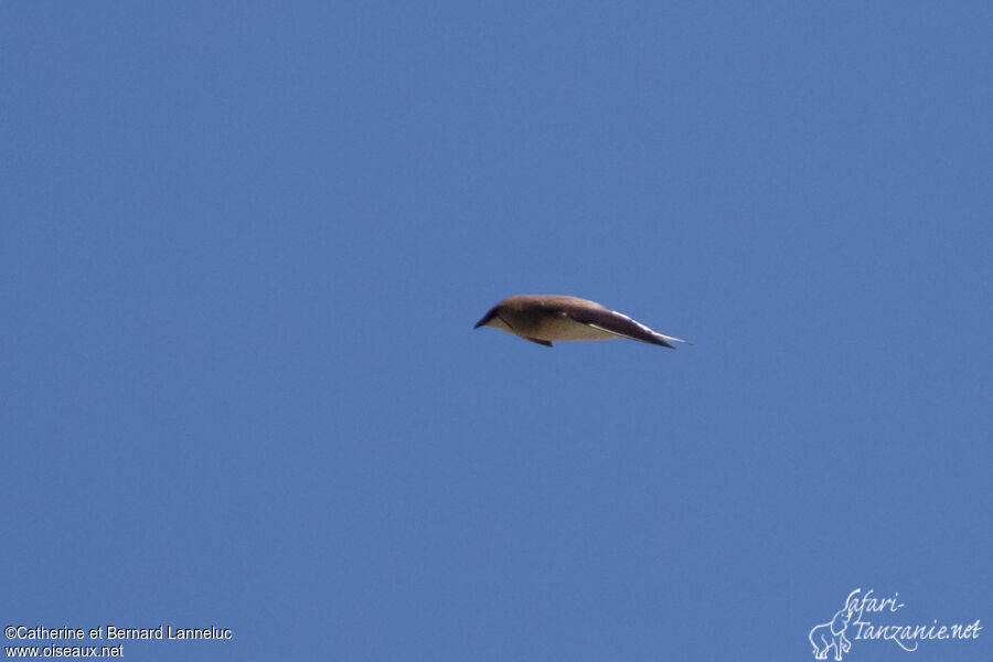 Black-winged Pratincoleadult, Flight