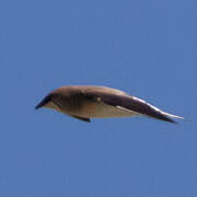 Black-winged Pratincole