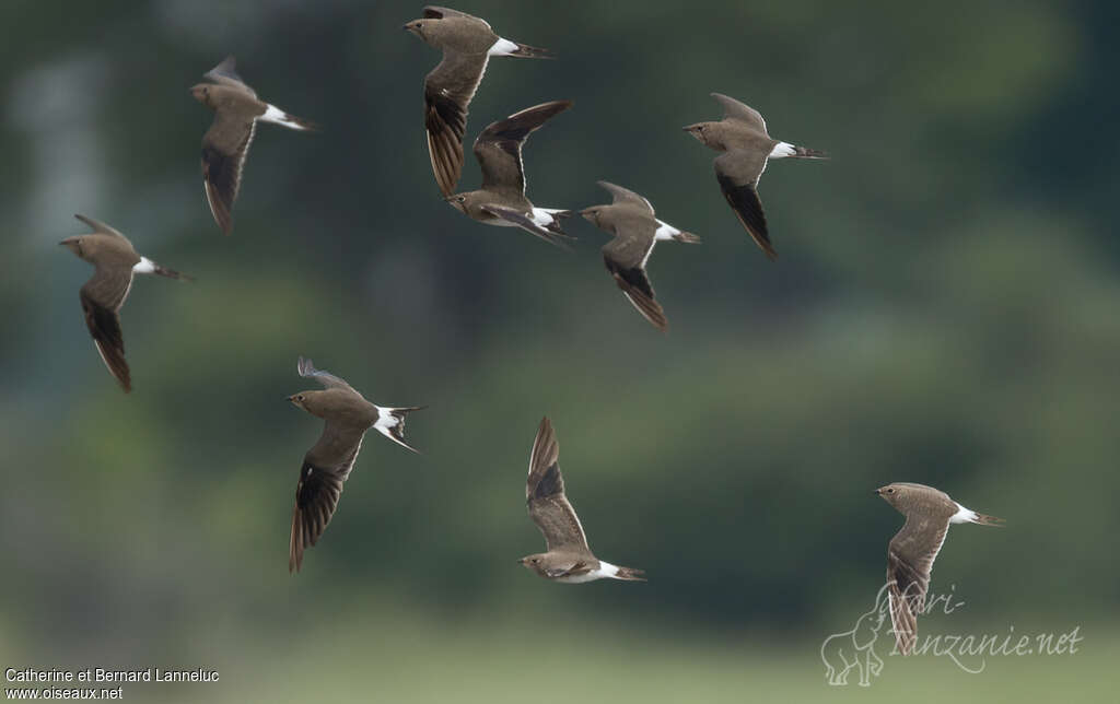 Collared Pratincole, pigmentation, Flight