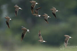 Collared Pratincole