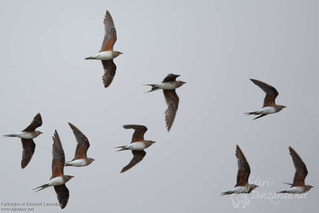 Collared Pratincole, pigmentation, Flight