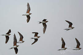 Collared Pratincole