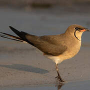 Collared Pratincole