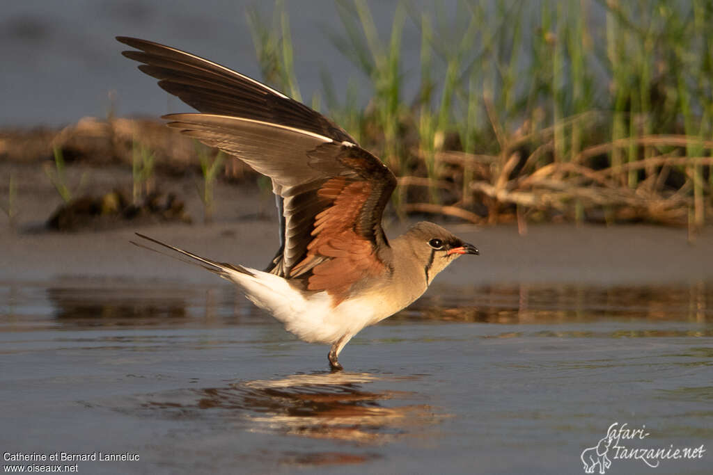 Collared Pratincoleadult, aspect, pigmentation, Flight