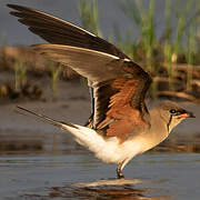 Collared Pratincole