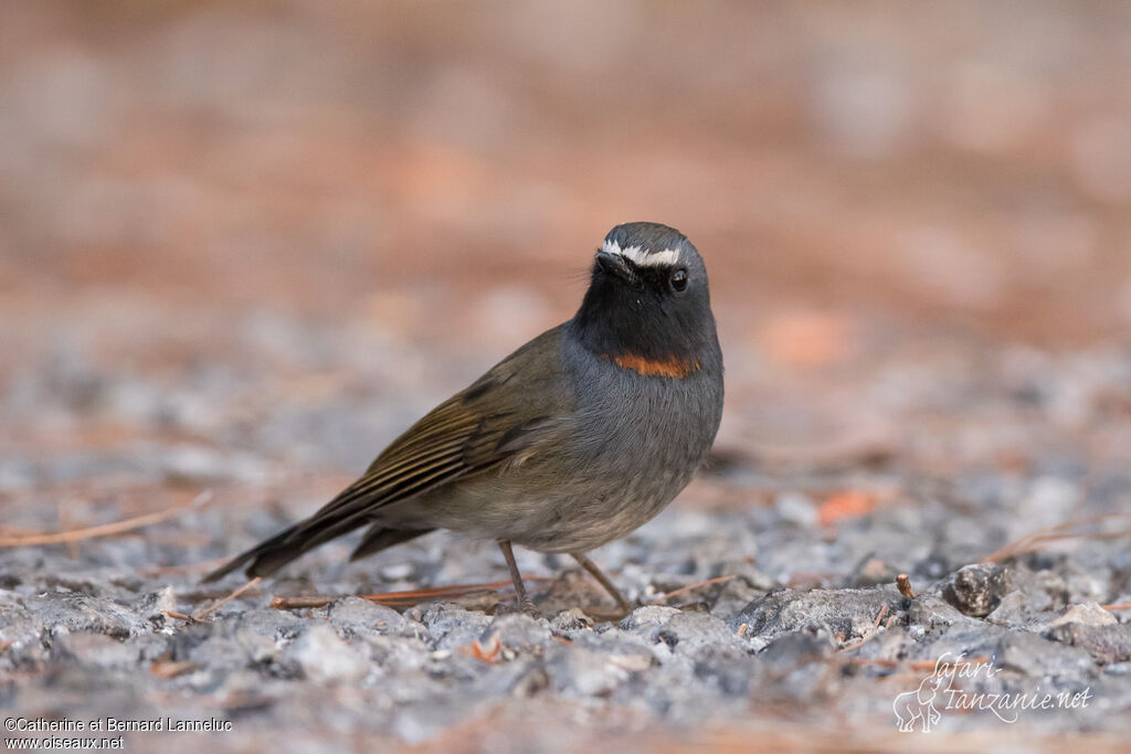 Rufous-gorgeted Flycatcher male adult, identification