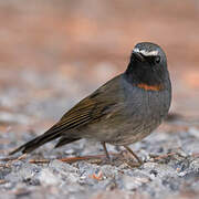 Rufous-gorgeted Flycatcher