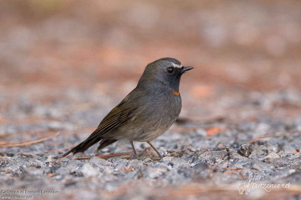 Rufous-gorgeted Flycatcher male adult, identification