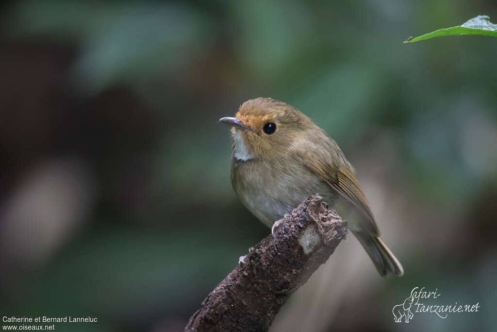 Rufous-browed Flycatcheradult, identification