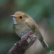 Rufous-browed Flycatcher