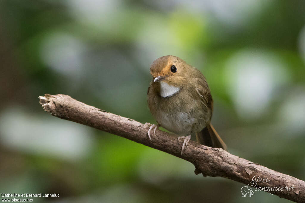 Rufous-browed Flycatcheradult