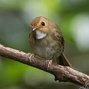 Rufous-browed Flycatcher