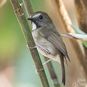 White-gorgeted Flycatcher