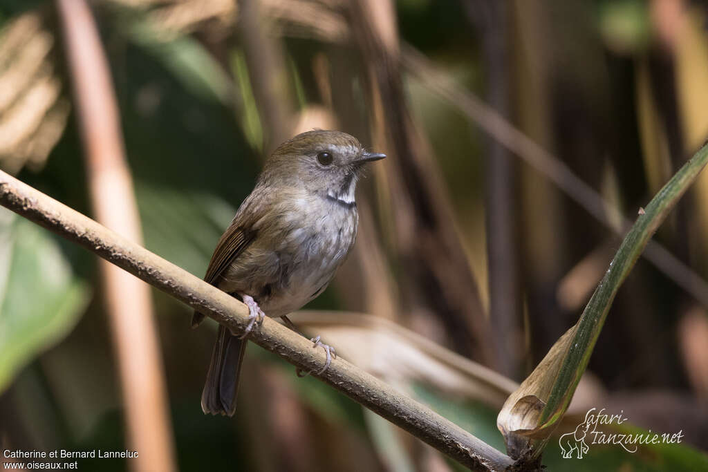 White-gorgeted Flycatcheradult, identification