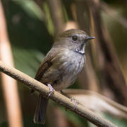 White-gorgeted Flycatcher