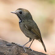 White-gorgeted Flycatcher