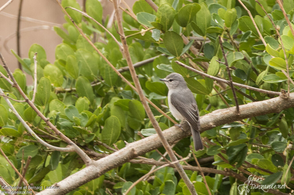 Ashy Flycatcheradult