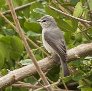 Ashy Flycatcher