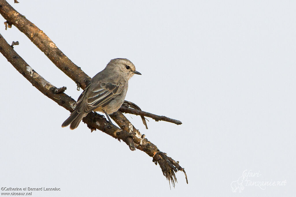 African Grey Flycatcheradult