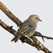 African Grey Flycatcher