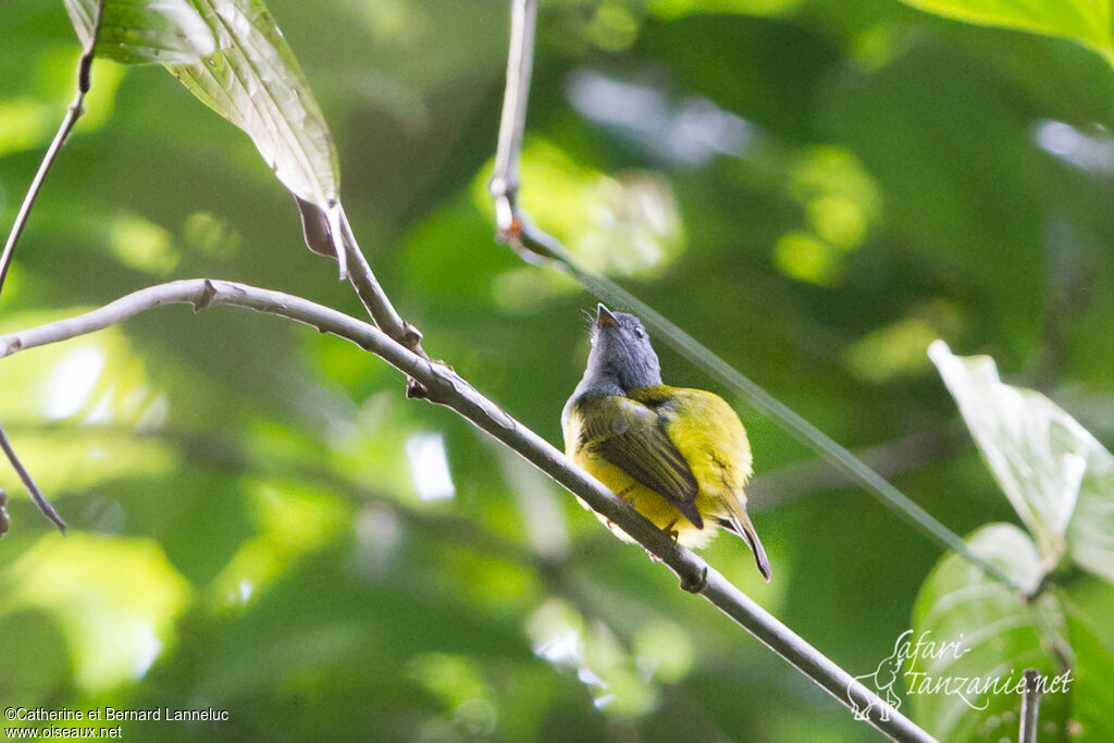 Grey-headed Canary-flycatcher