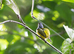 Grey-headed Canary-flycatcher