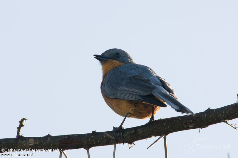 Silverbird male