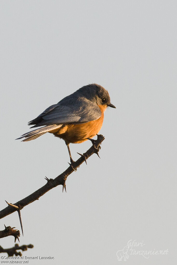 Silverbird male adult