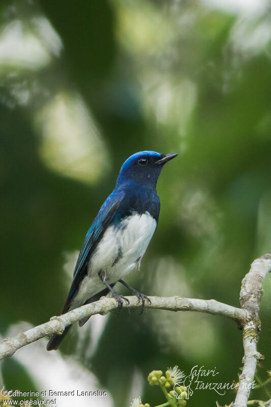 Blue-and-white Flycatcher male adult, identification