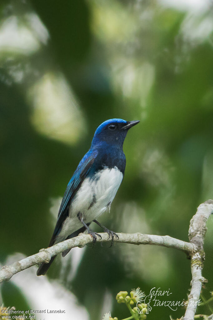 Gobemouche bleu mâle adulte, identification